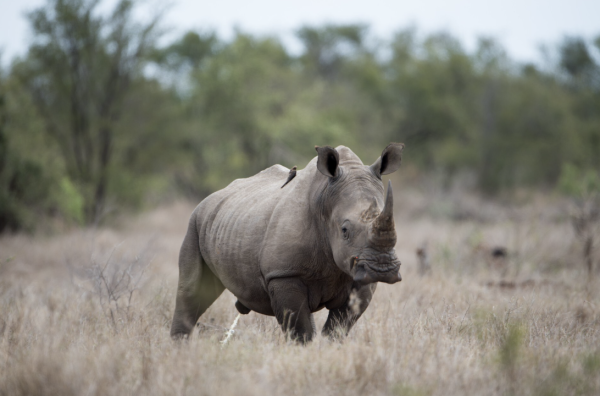 Día Mundial del Rinoceronte: un llamado a proteger a una especie en riesgo